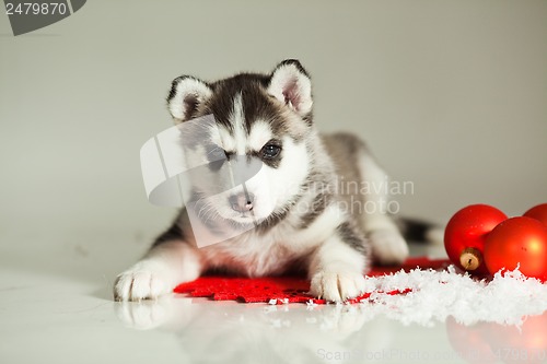 Image of newborn puppy