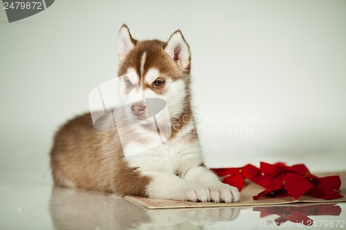 Image of newborn puppy