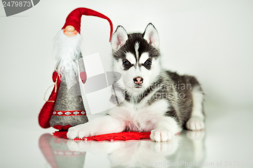 Image of newborn puppy