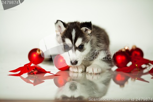 Image of newborn puppy