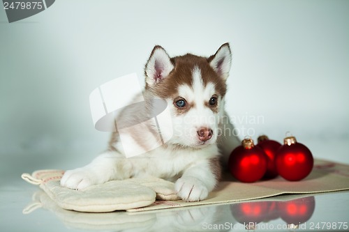 Image of newborn puppy