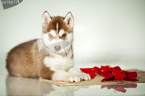 Image of newborn puppy