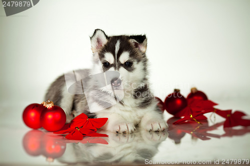 Image of newborn puppy