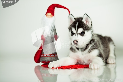 Image of newborn puppy