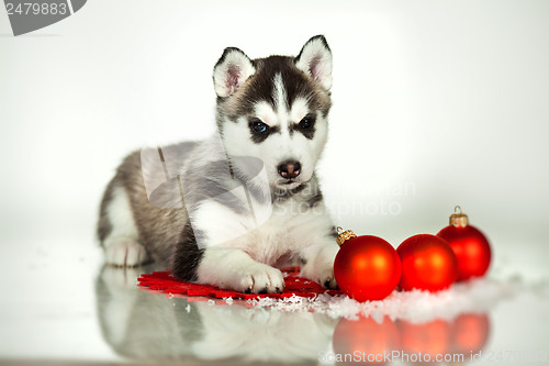 Image of newborn puppy