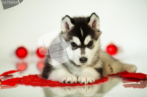 Image of newborn puppy