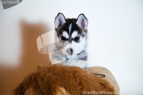 Image of newborn puppy