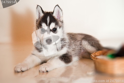 Image of newborn puppy