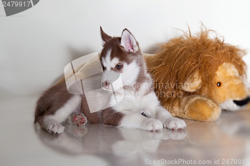 Image of newborn puppy