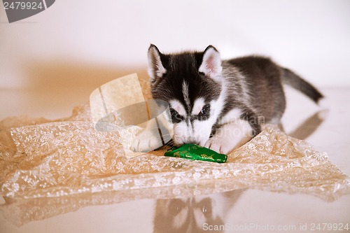 Image of newborn puppy