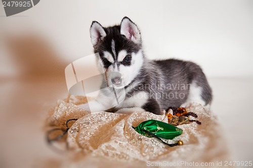 Image of newborn puppy