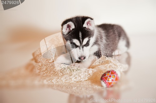 Image of newborn puppy