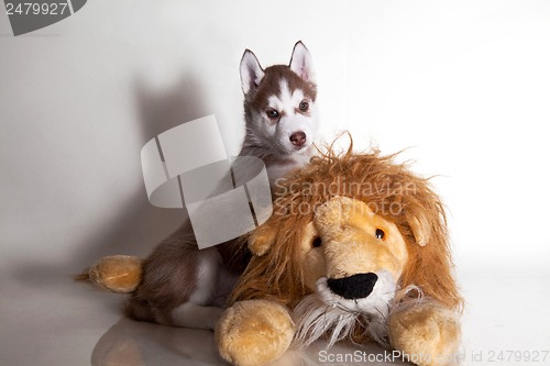 Image of newborn puppy