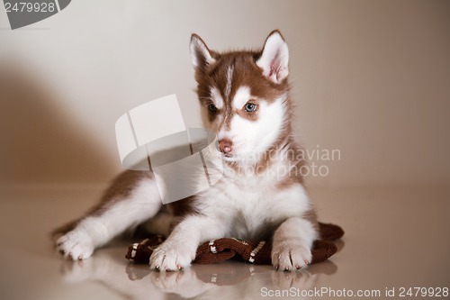 Image of newborn puppy