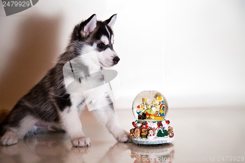 Image of newborn puppy