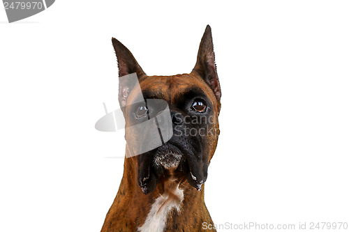 Image of Boxer Dog 