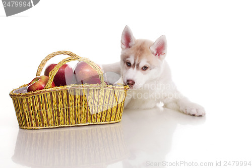 Image of newborn puppy