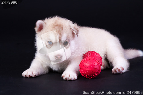 Image of newborn puppy