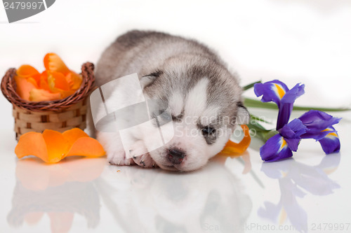 Image of newborn puppy