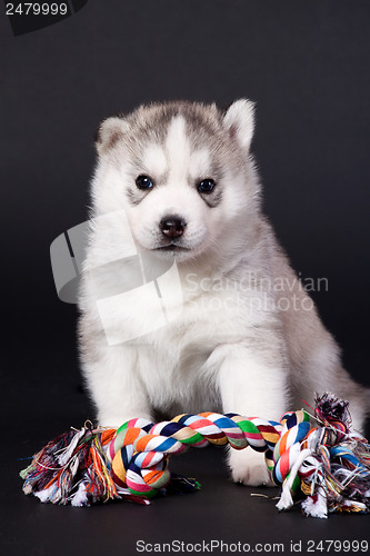 Image of newborn puppy