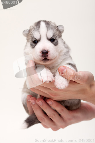 Image of newborn puppy