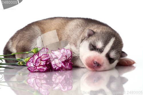 Image of newborn puppy