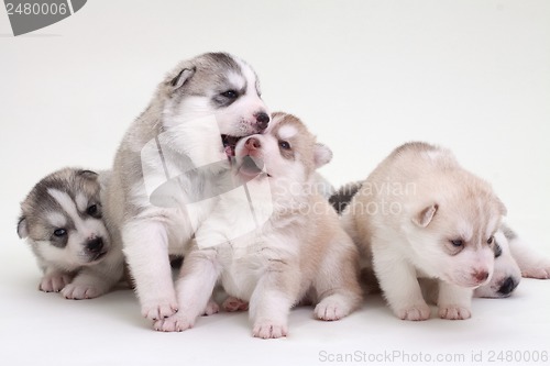 Image of newborn puppy