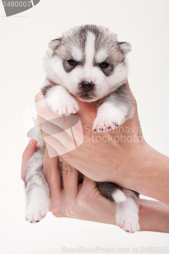 Image of newborn puppy