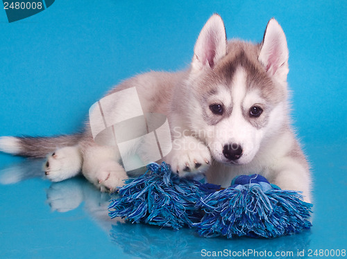 Image of newborn puppy