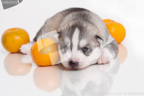 Image of newborn puppy