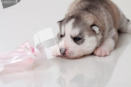 Image of newborn puppy