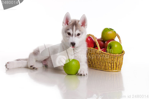 Image of newborn puppy