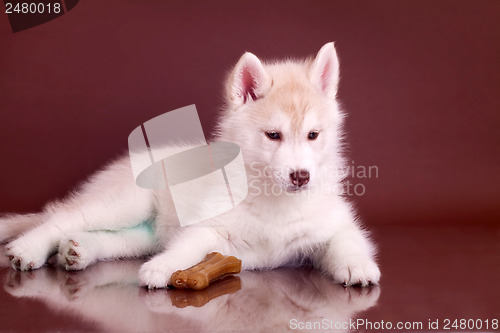 Image of newborn puppy