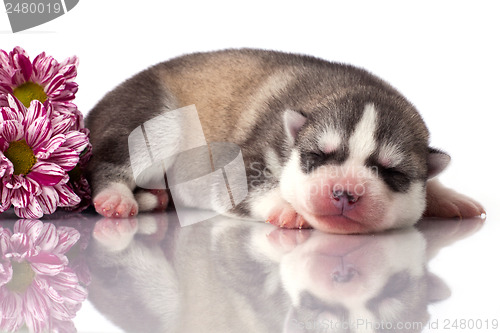 Image of newborn puppy