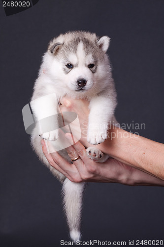 Image of newborn puppy