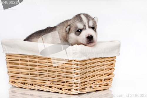 Image of newborn puppy