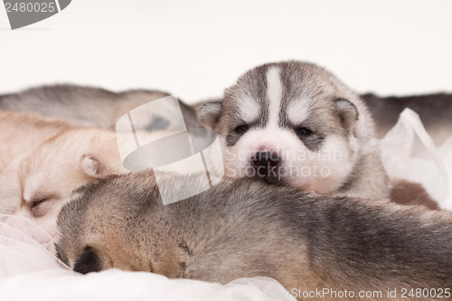 Image of newborn puppy