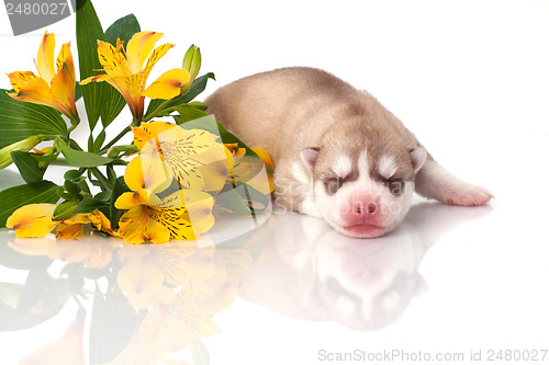 Image of newborn puppy