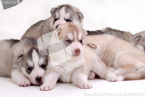 Image of newborn puppy