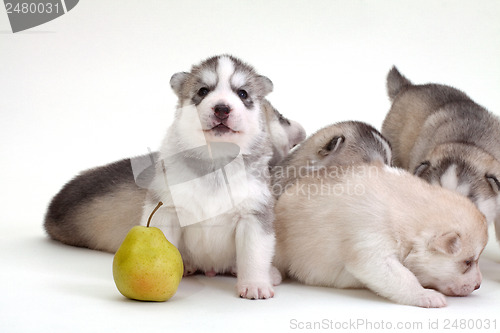 Image of newborn puppy