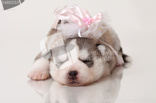 Image of newborn puppy