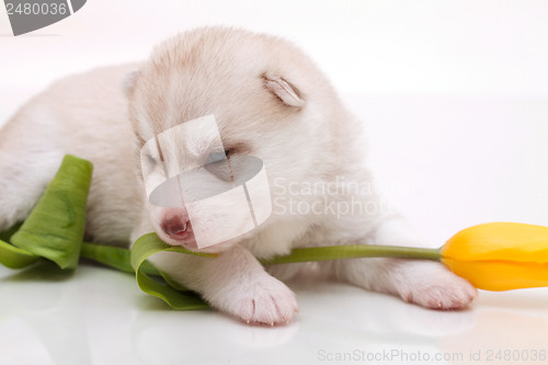 Image of newborn puppy