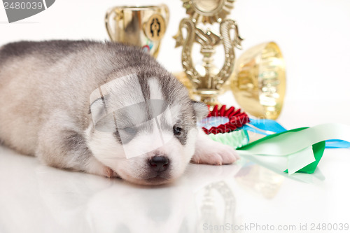 Image of newborn puppy