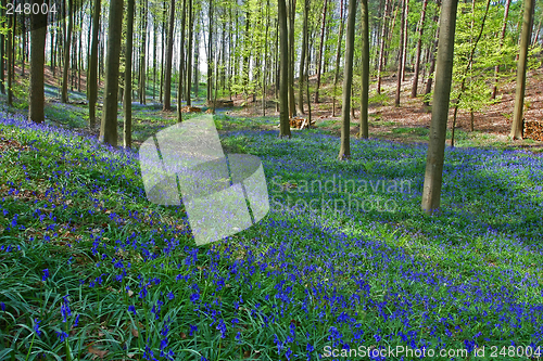 Image of bluebell forest