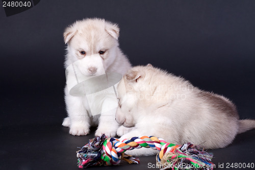 Image of newborn puppy