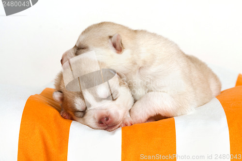 Image of newborn puppy