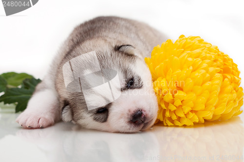 Image of newborn puppy