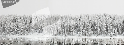 Image of Winter landscape. Forest panorama with reflection in the river