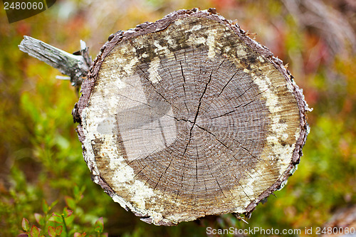 Image of Cut of rotten log