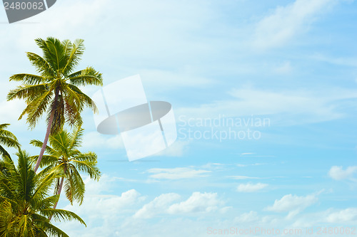 Image of Coconut palms on blue sky background with a blank space for text